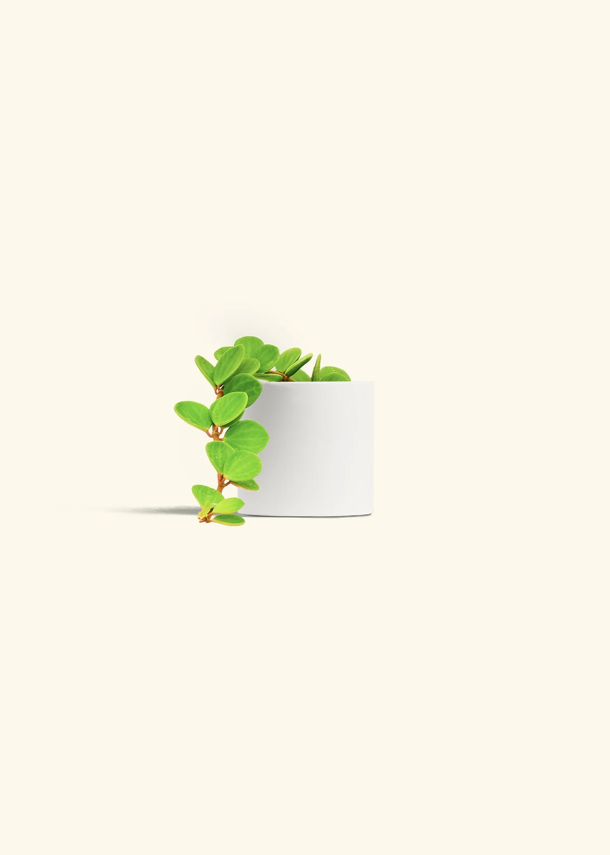 Peperomia 'Hope', Small - Image 29