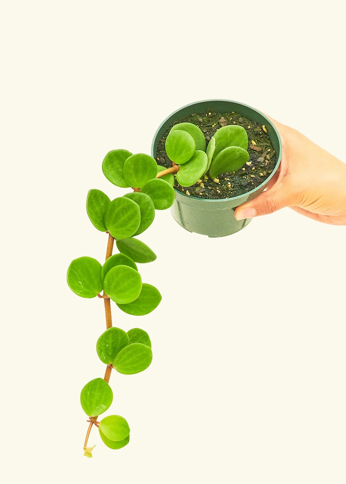 Peperomia 'Hope', Small - Image 3