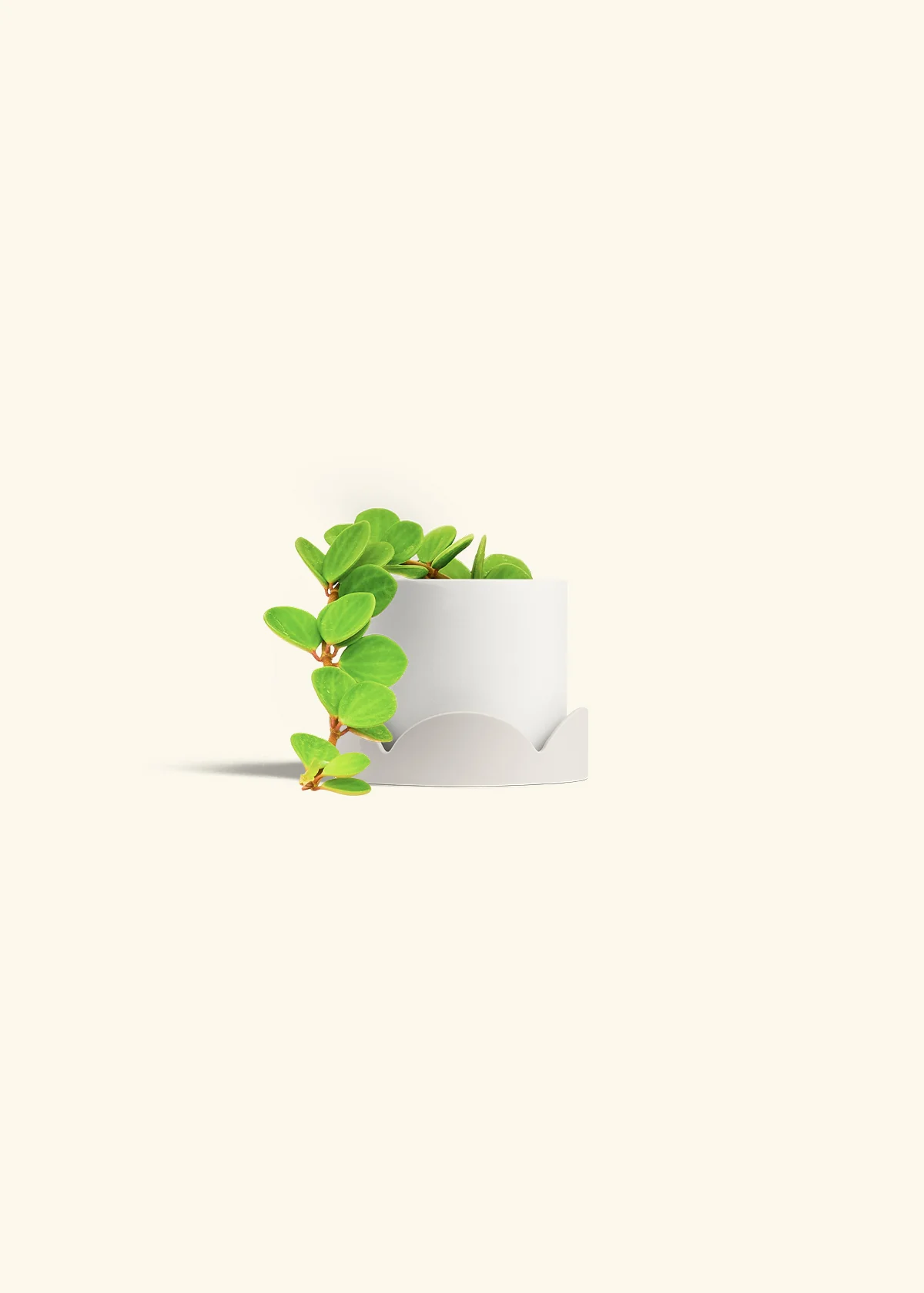 Peperomia 'Hope', Small - Image 30