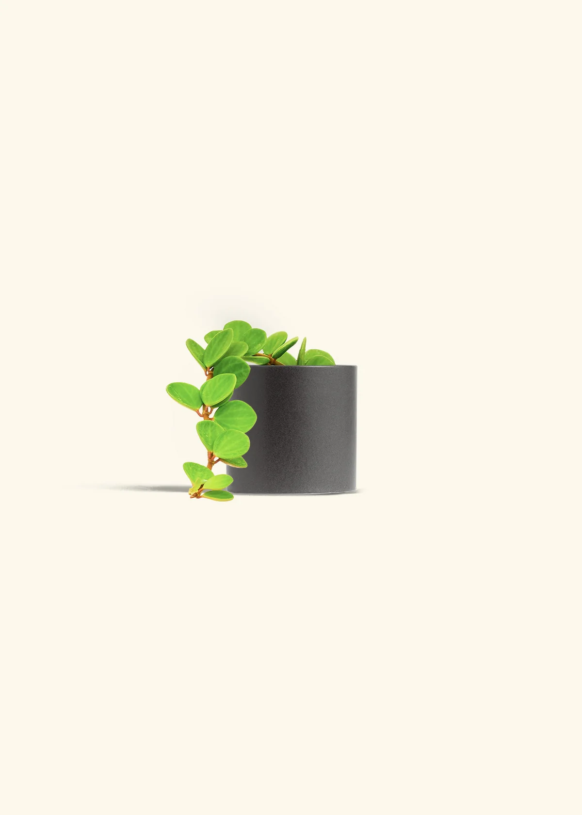 Peperomia 'Hope', Small - Image 31