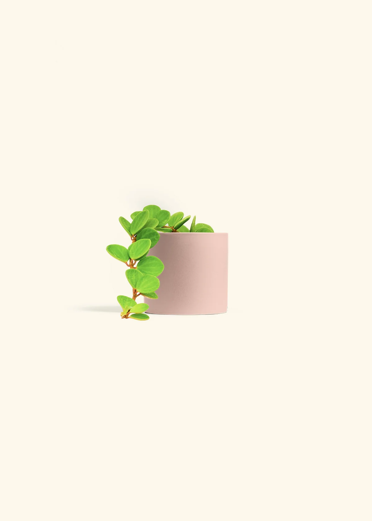 Peperomia 'Hope', Small - Image 32