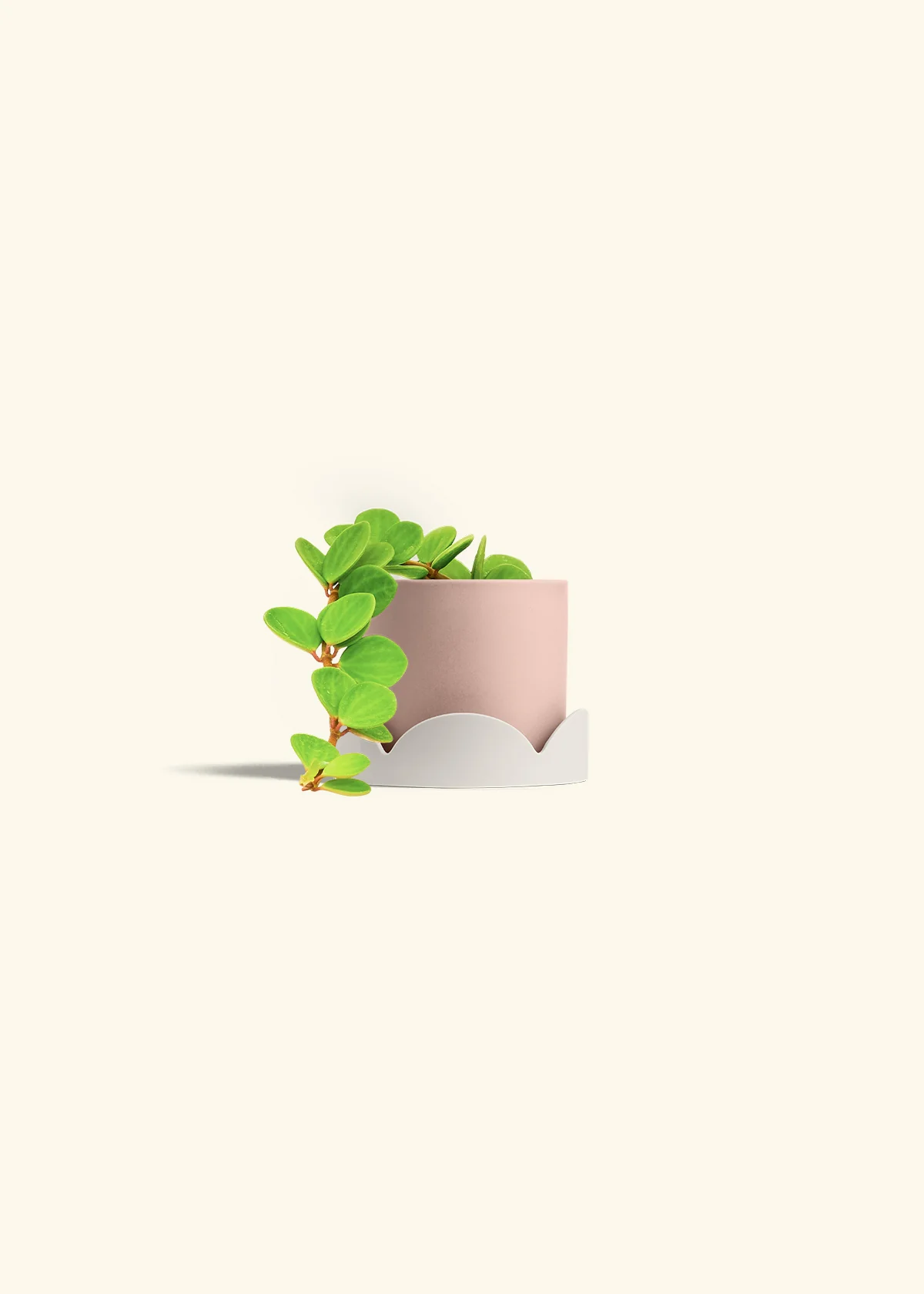 Peperomia 'Hope', Small - Image 34