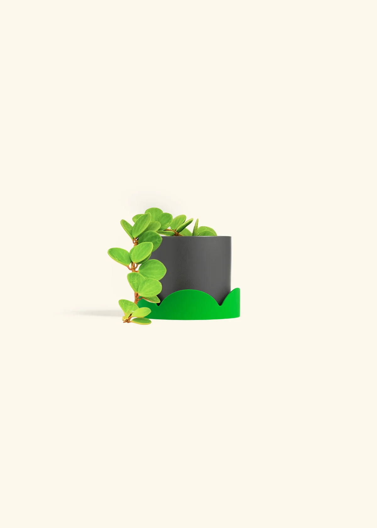 Peperomia 'Hope', Small - Image 36