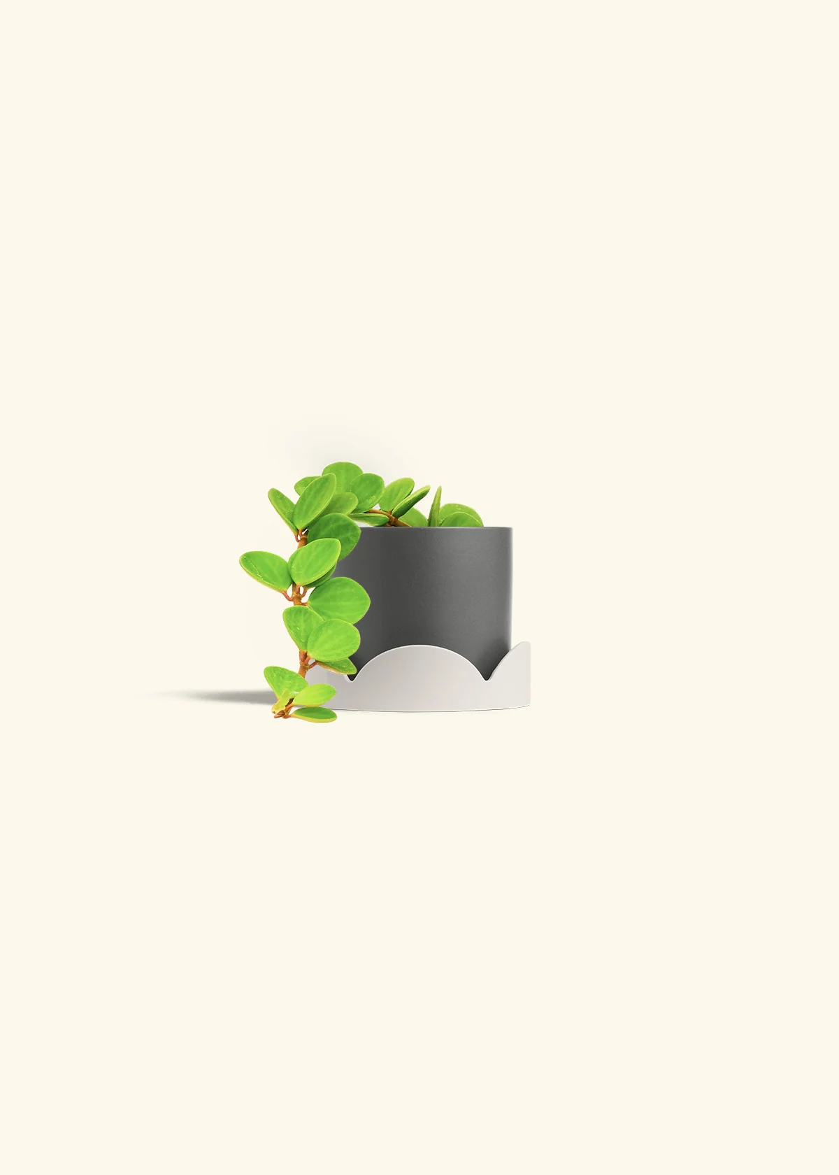 Peperomia 'Hope', Small - Image 37
