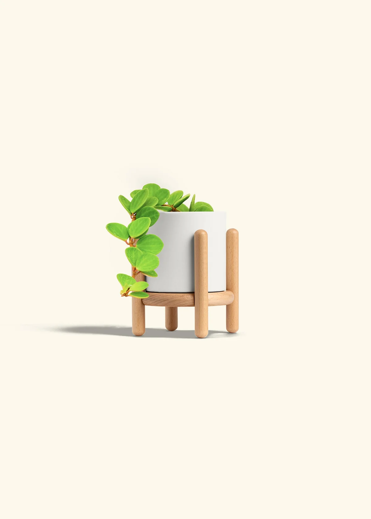 Peperomia 'Hope', Small - Image 38