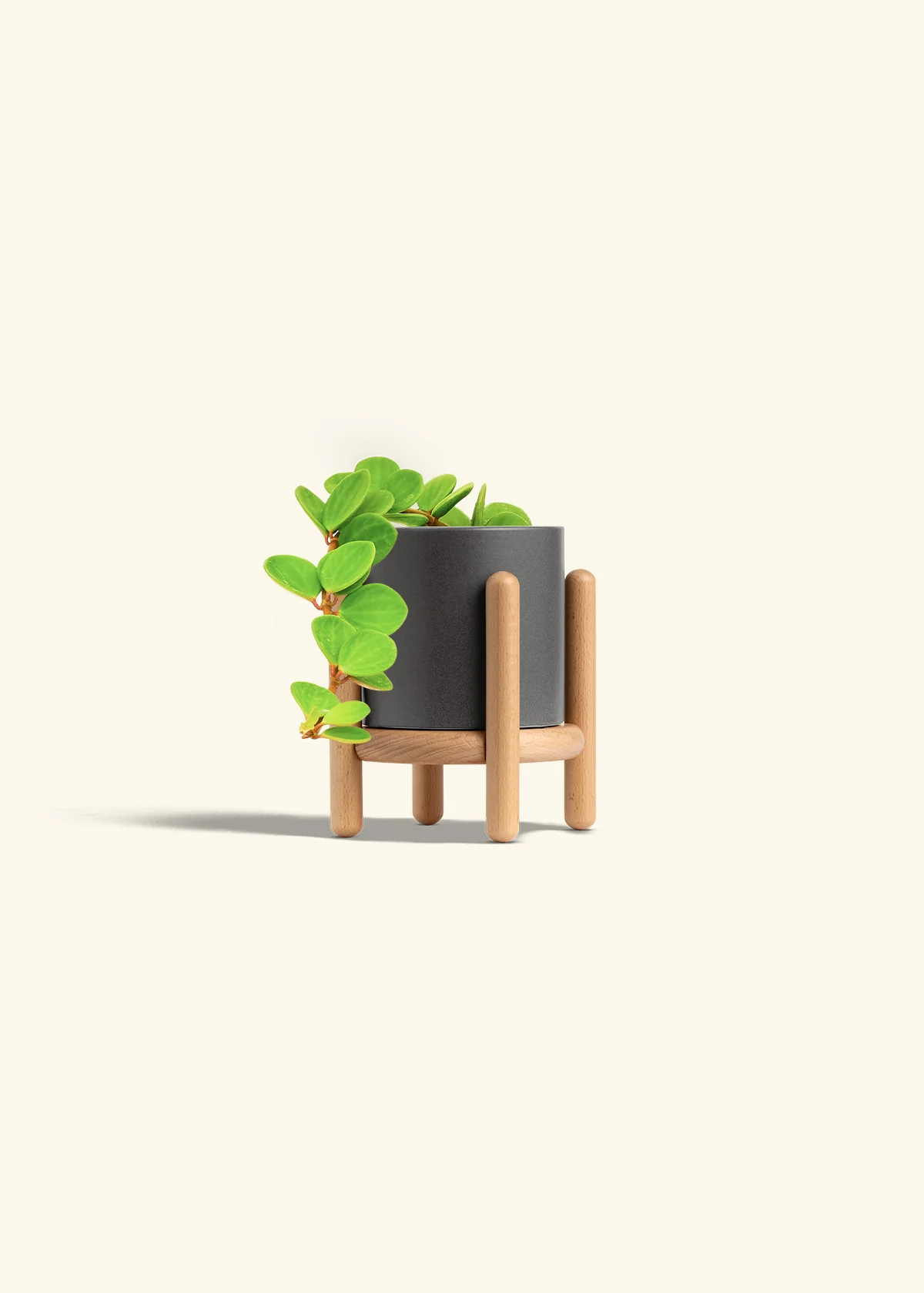Peperomia 'Hope', Small - Image 39