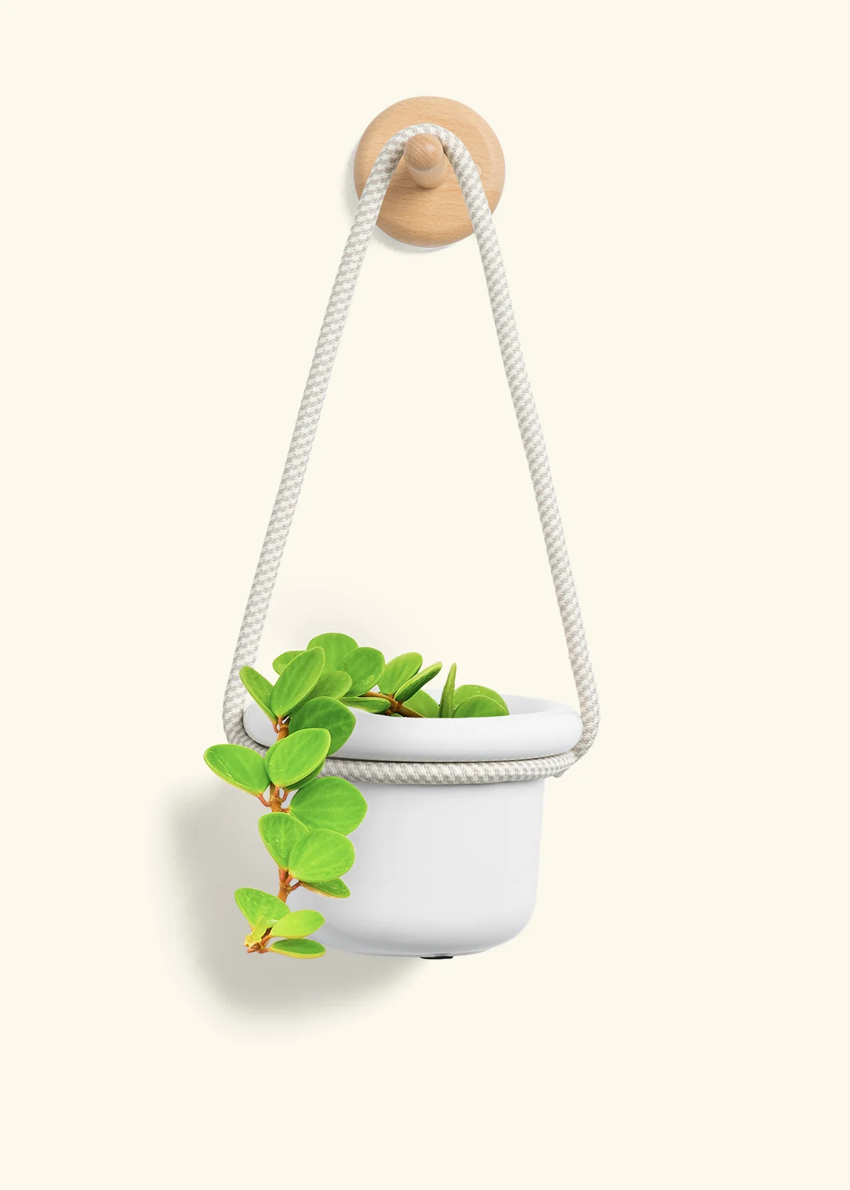Peperomia 'Hope', Small - Image 4