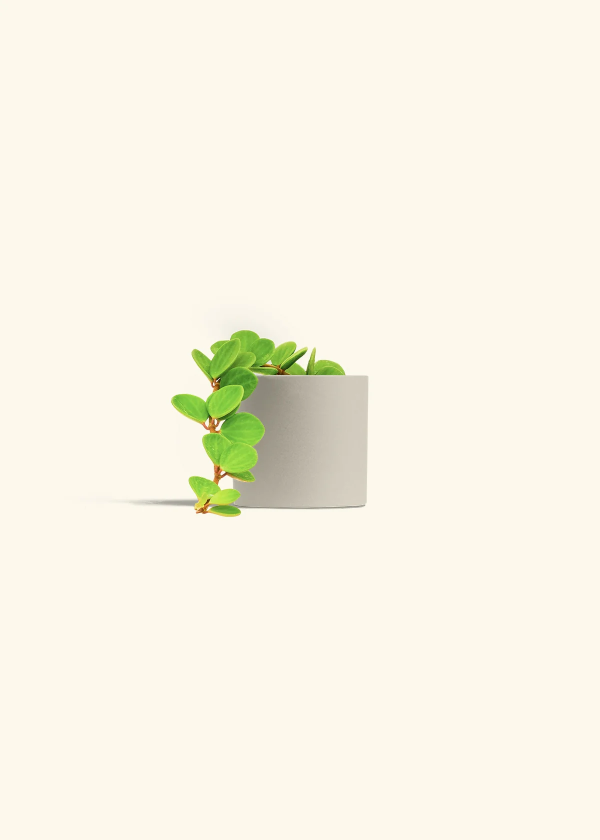 Peperomia 'Hope', Small - Image 40