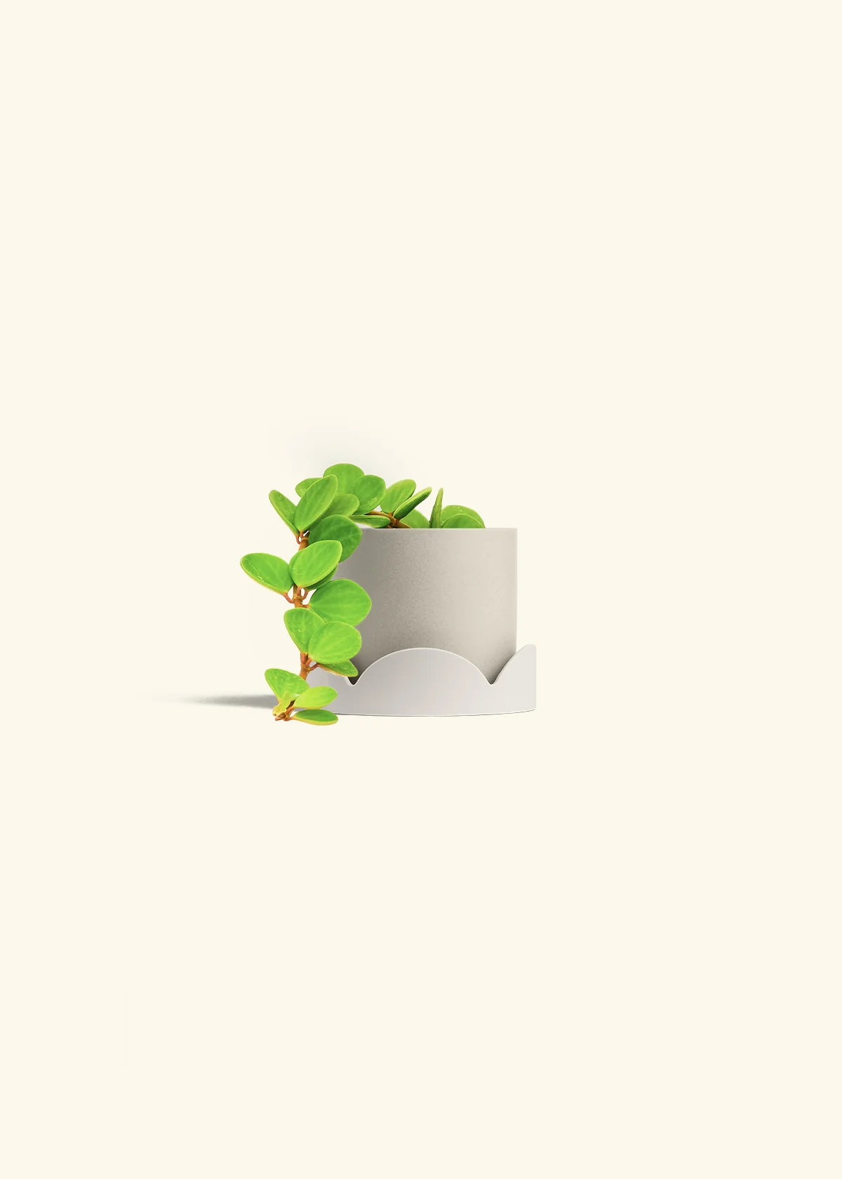 Peperomia 'Hope', Small - Image 42