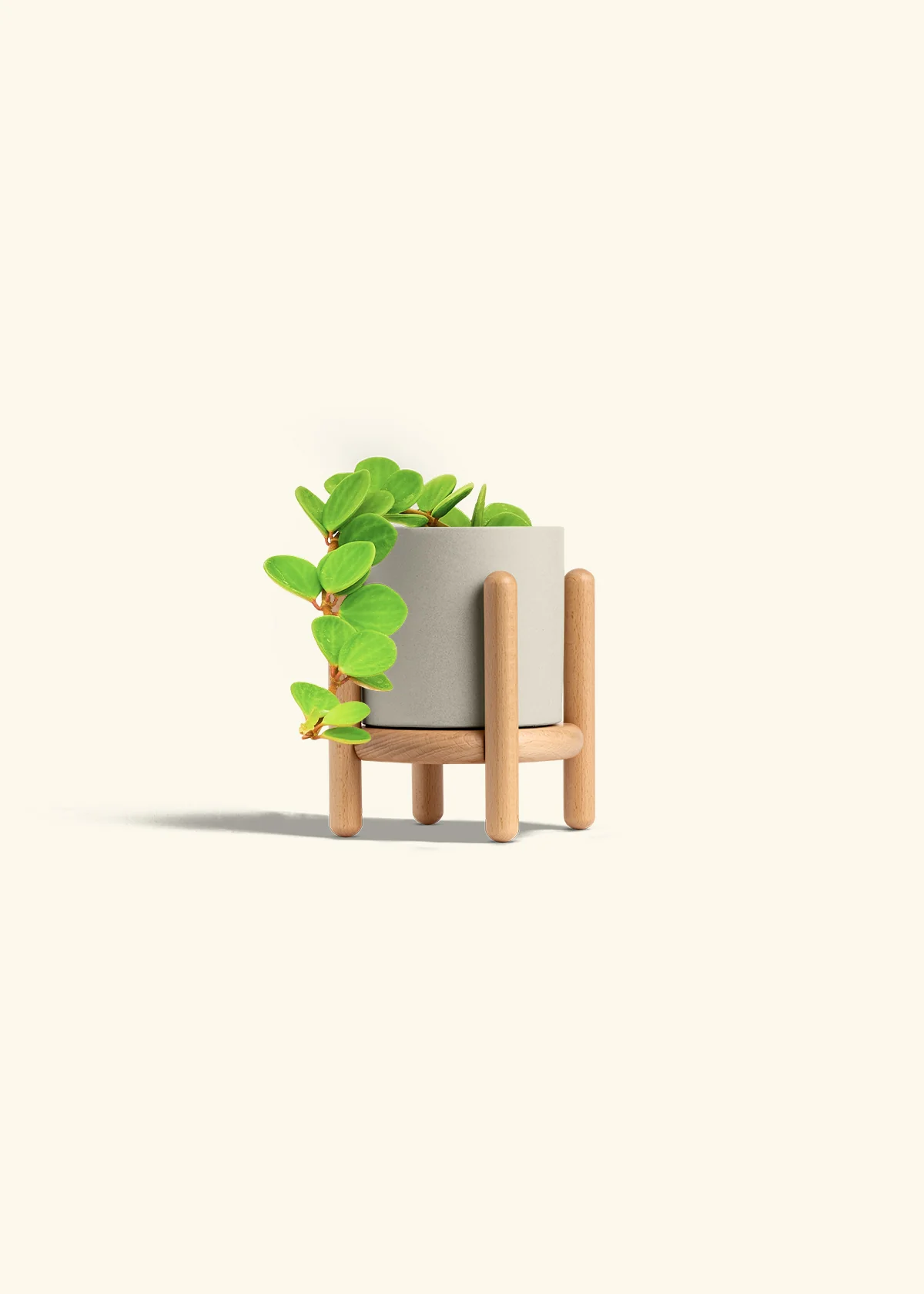 Peperomia 'Hope', Small - Image 43