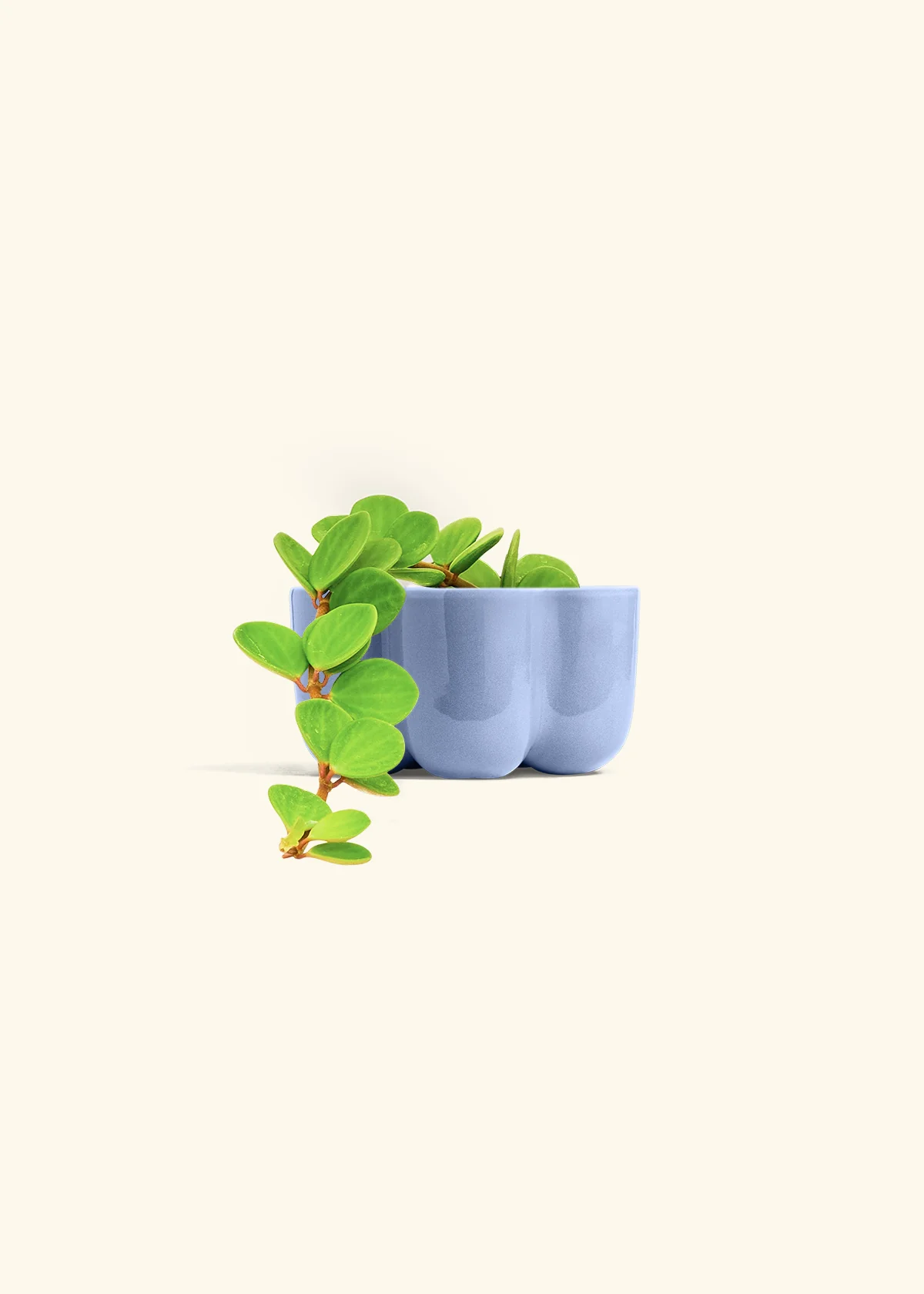 Peperomia 'Hope', Small - Image 44
