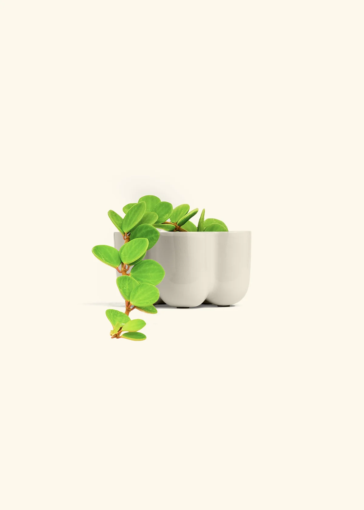 Peperomia 'Hope', Small - Image 45