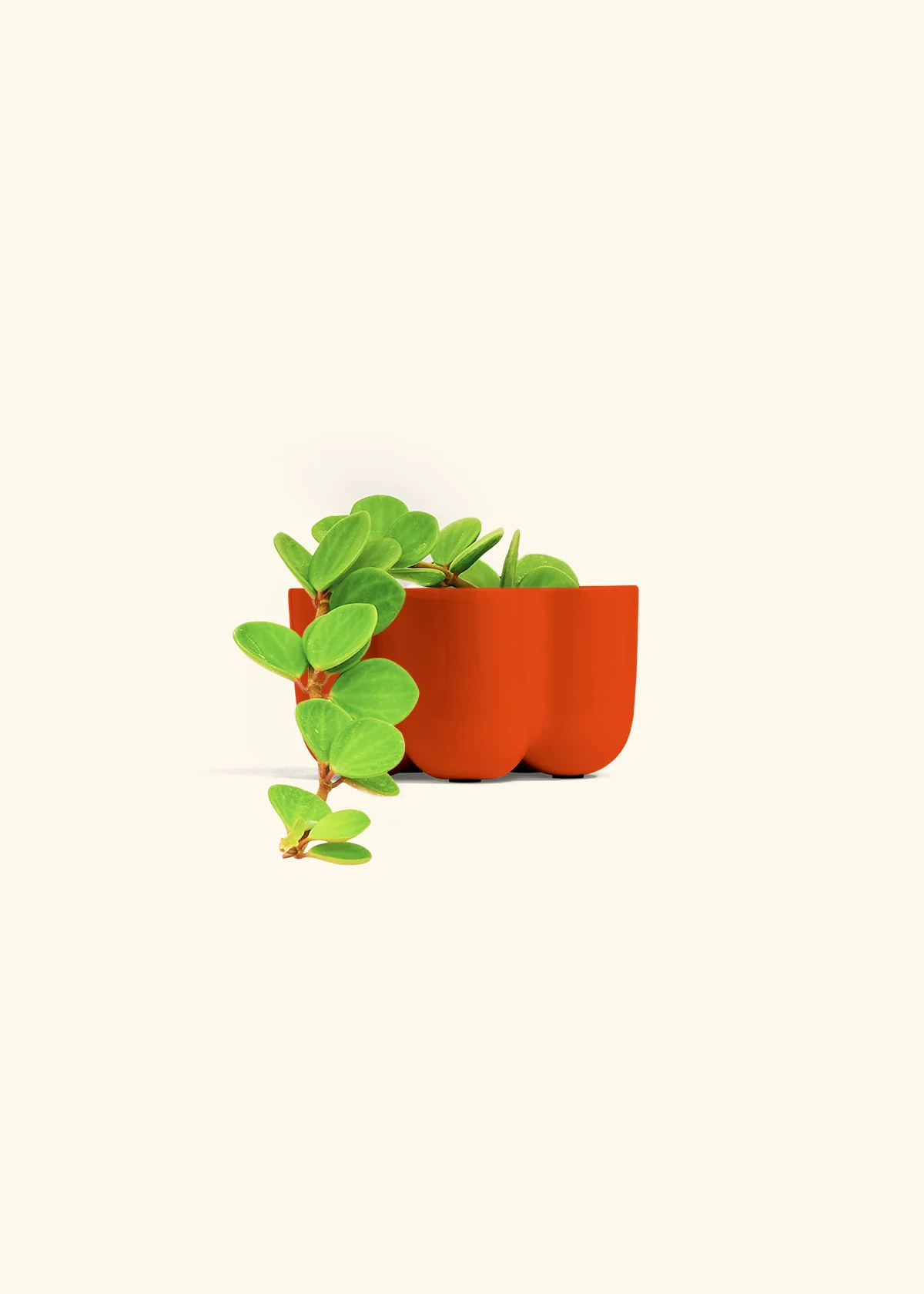 Peperomia 'Hope', Small - Image 46