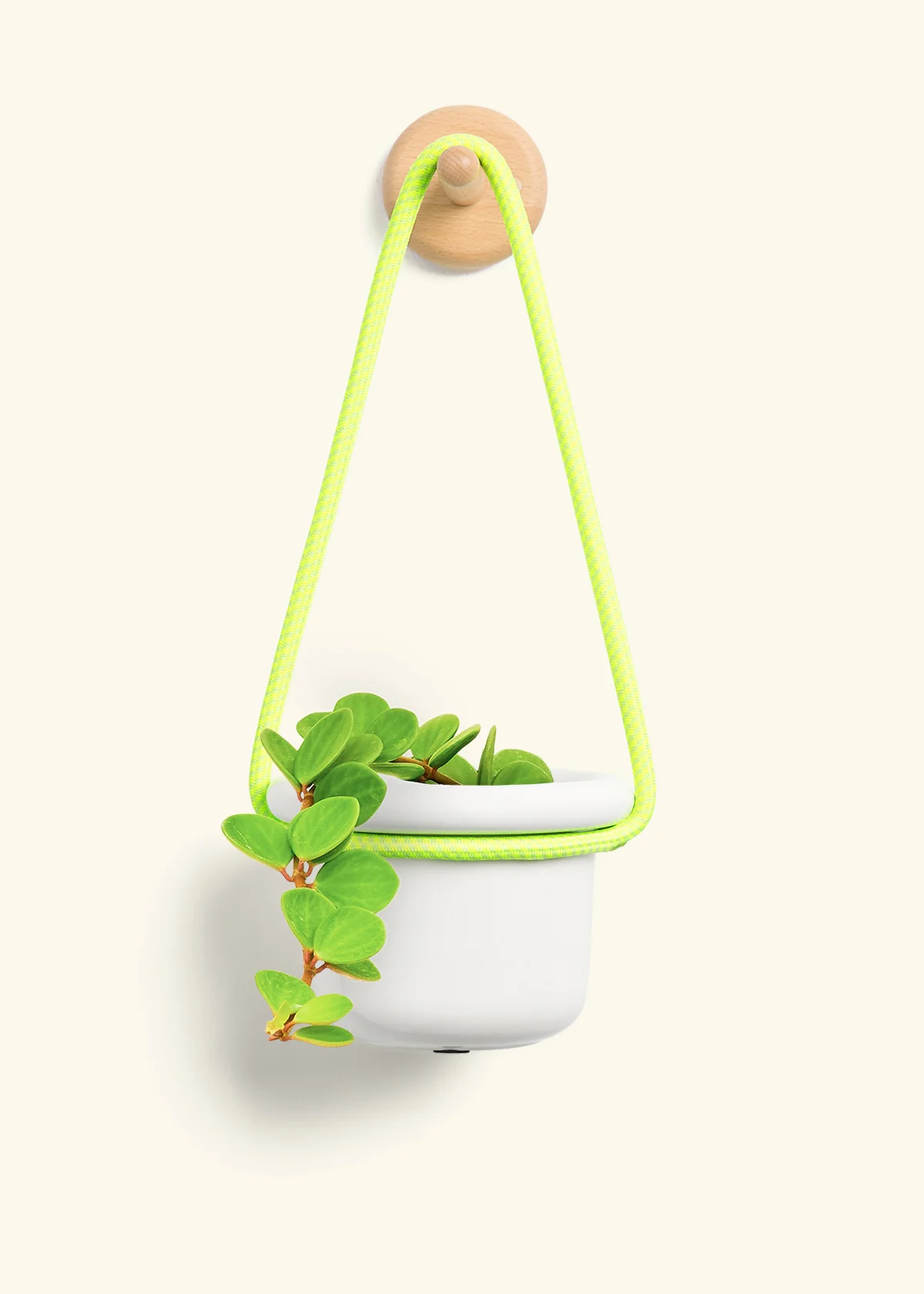Peperomia 'Hope', Small - Image 5