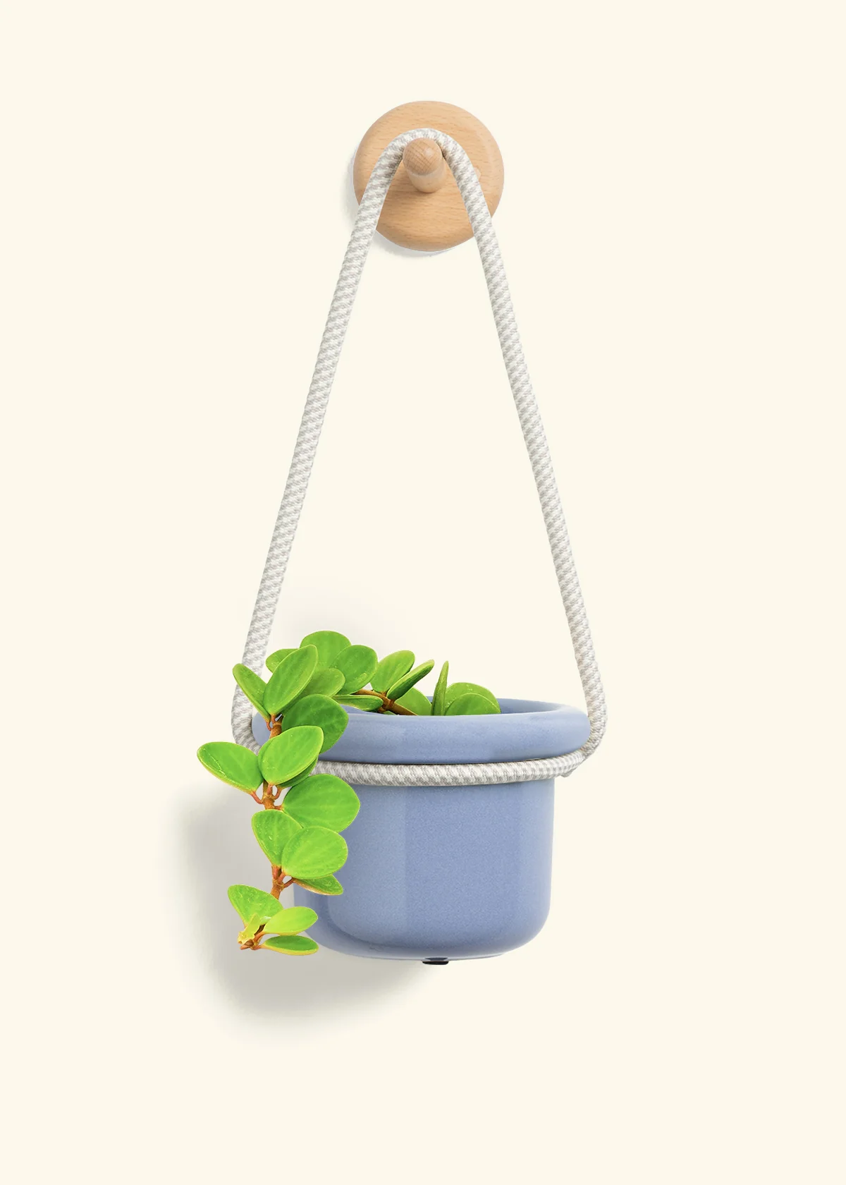 Peperomia 'Hope', Small - Image 6