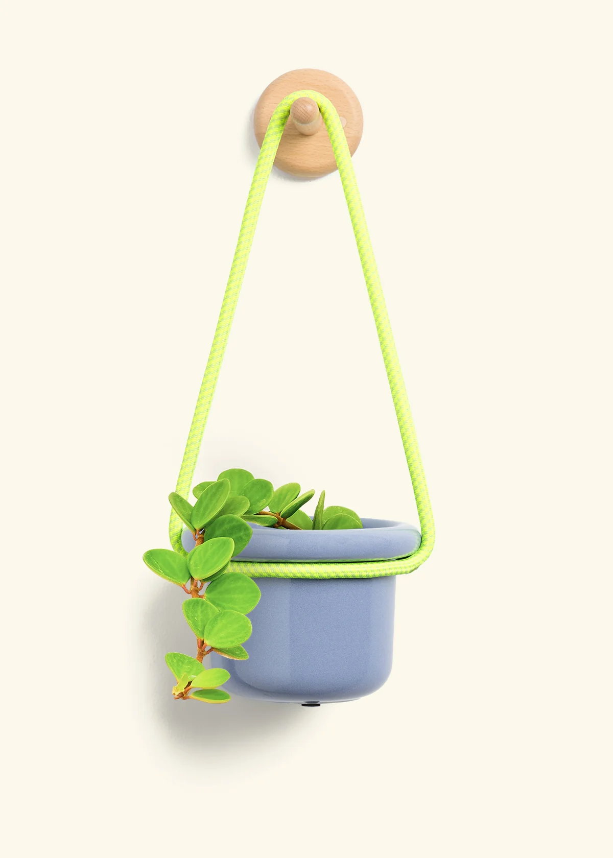 Peperomia 'Hope', Small - Image 7