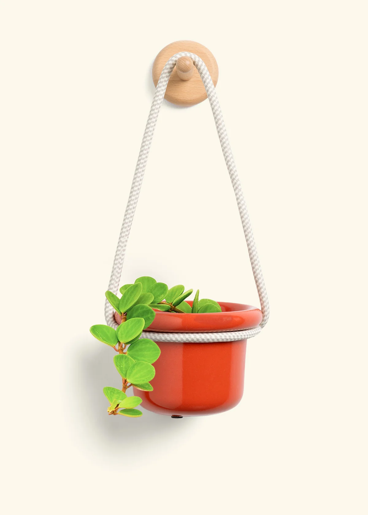 Peperomia 'Hope', Small - Image 8