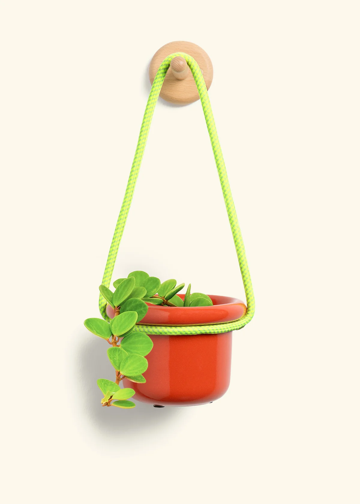 Peperomia 'Hope', Small - Image 9