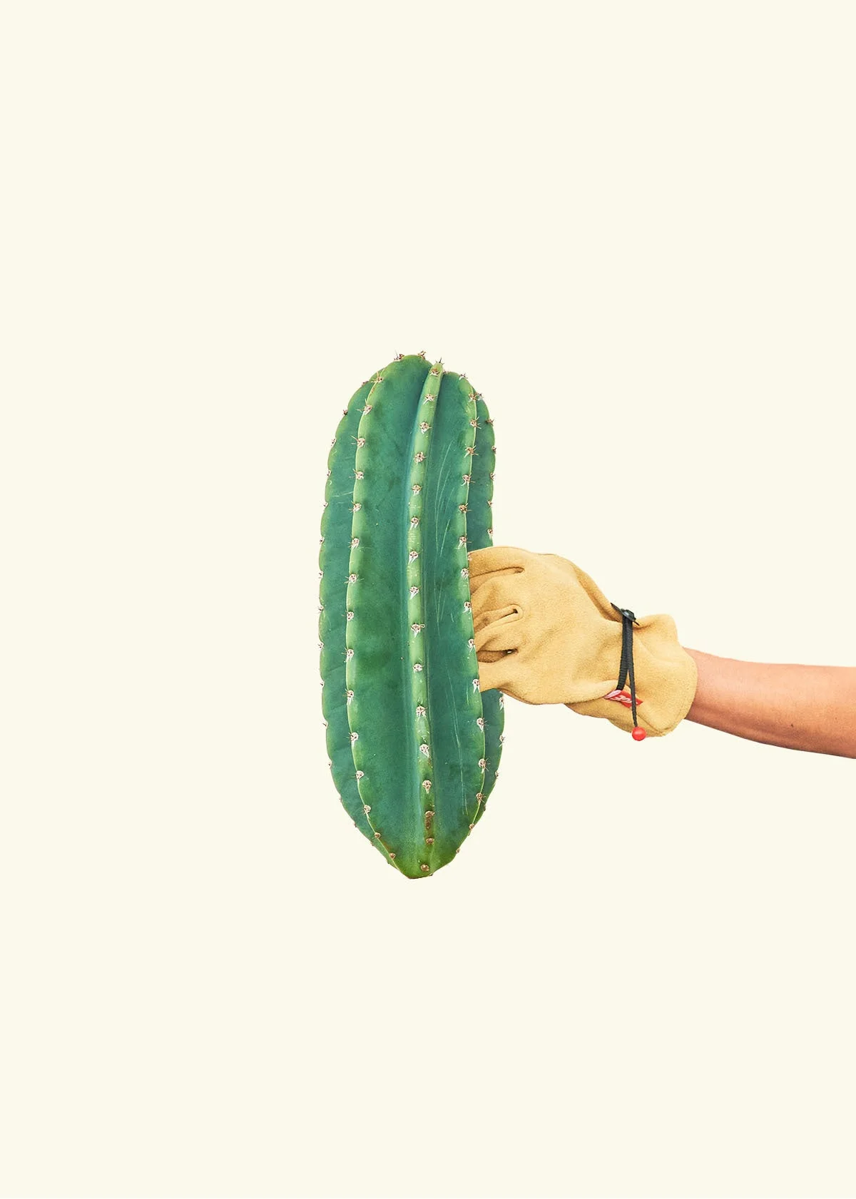 Peruvian Apple Cactus - Image 3