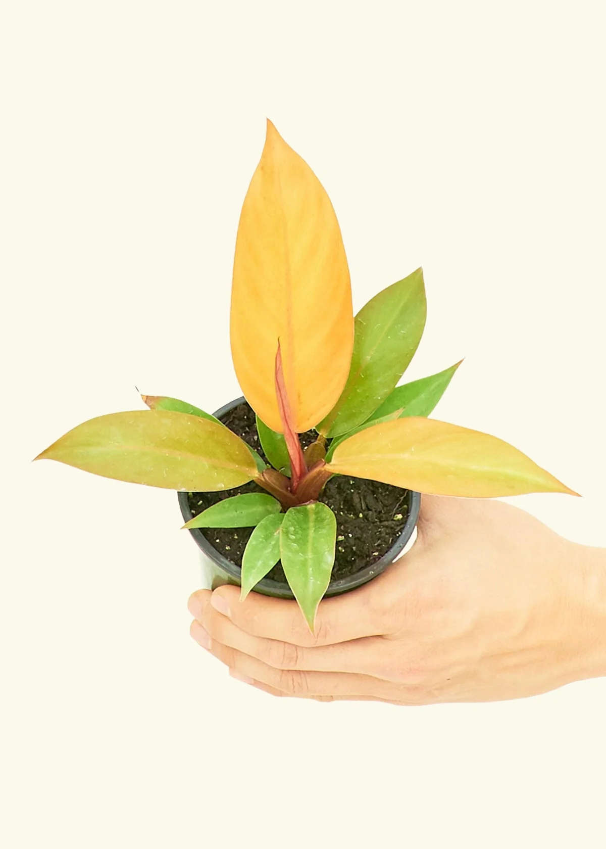 Philodendron 'Prince of Orange', Small - Image 3