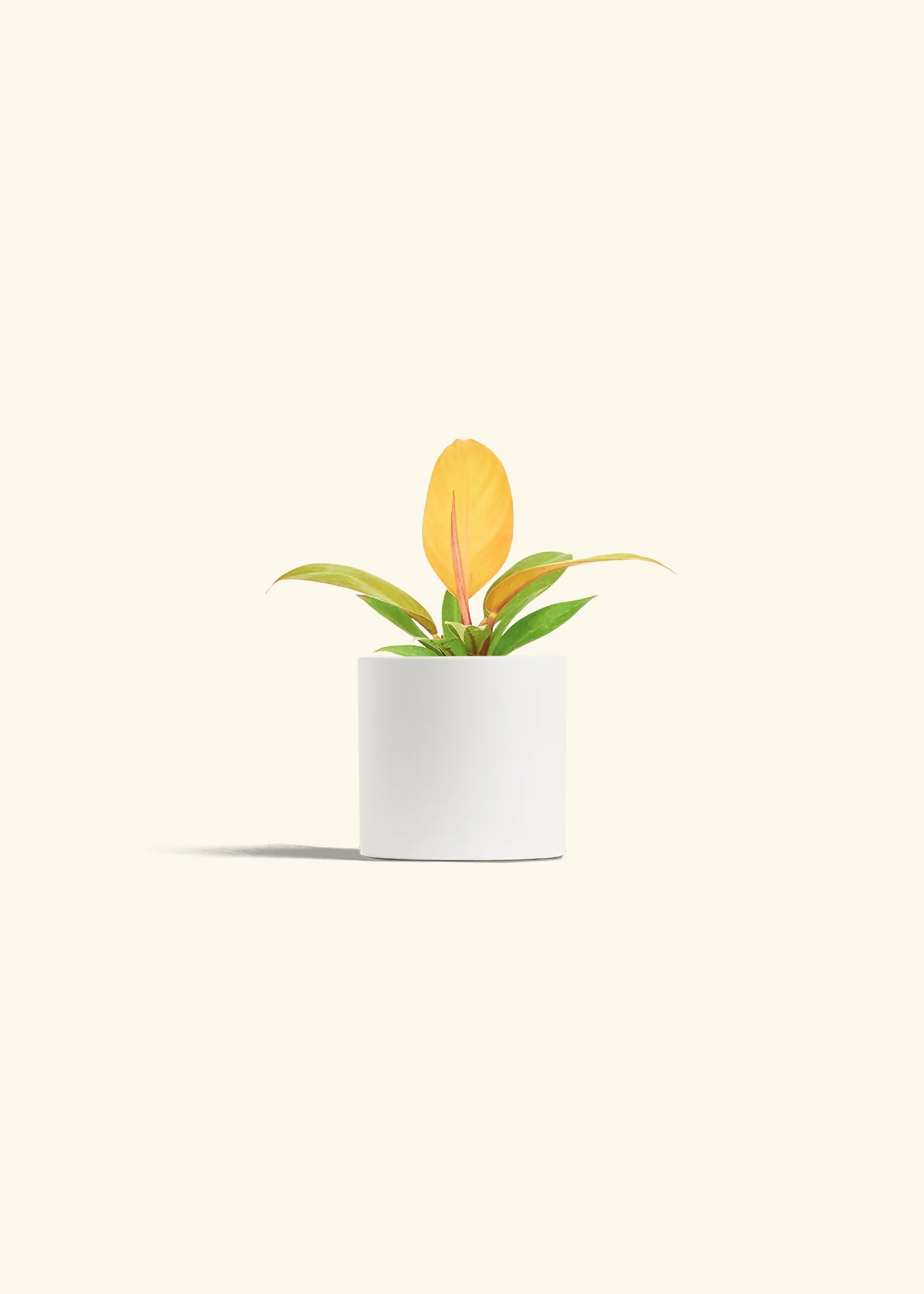 Philodendron 'Prince of Orange', Small - Image 4