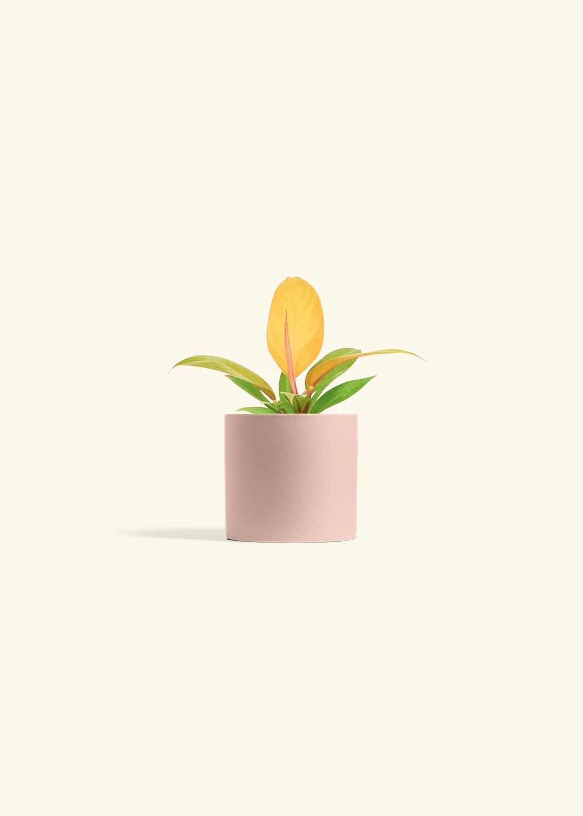 Philodendron 'Prince of Orange', Small - Image 5