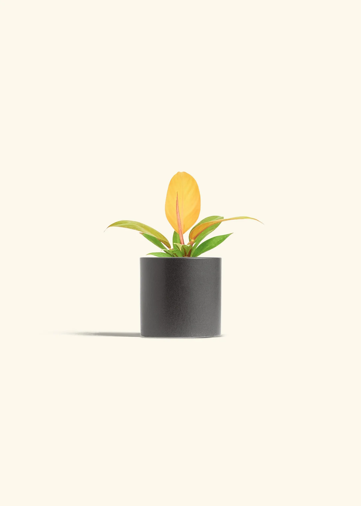Philodendron 'Prince of Orange', Small - Image 6