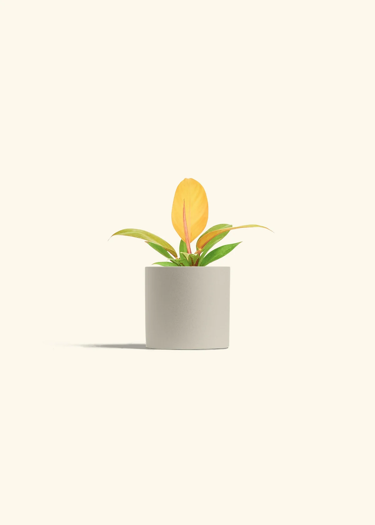 Philodendron 'Prince of Orange', Small - Image 7