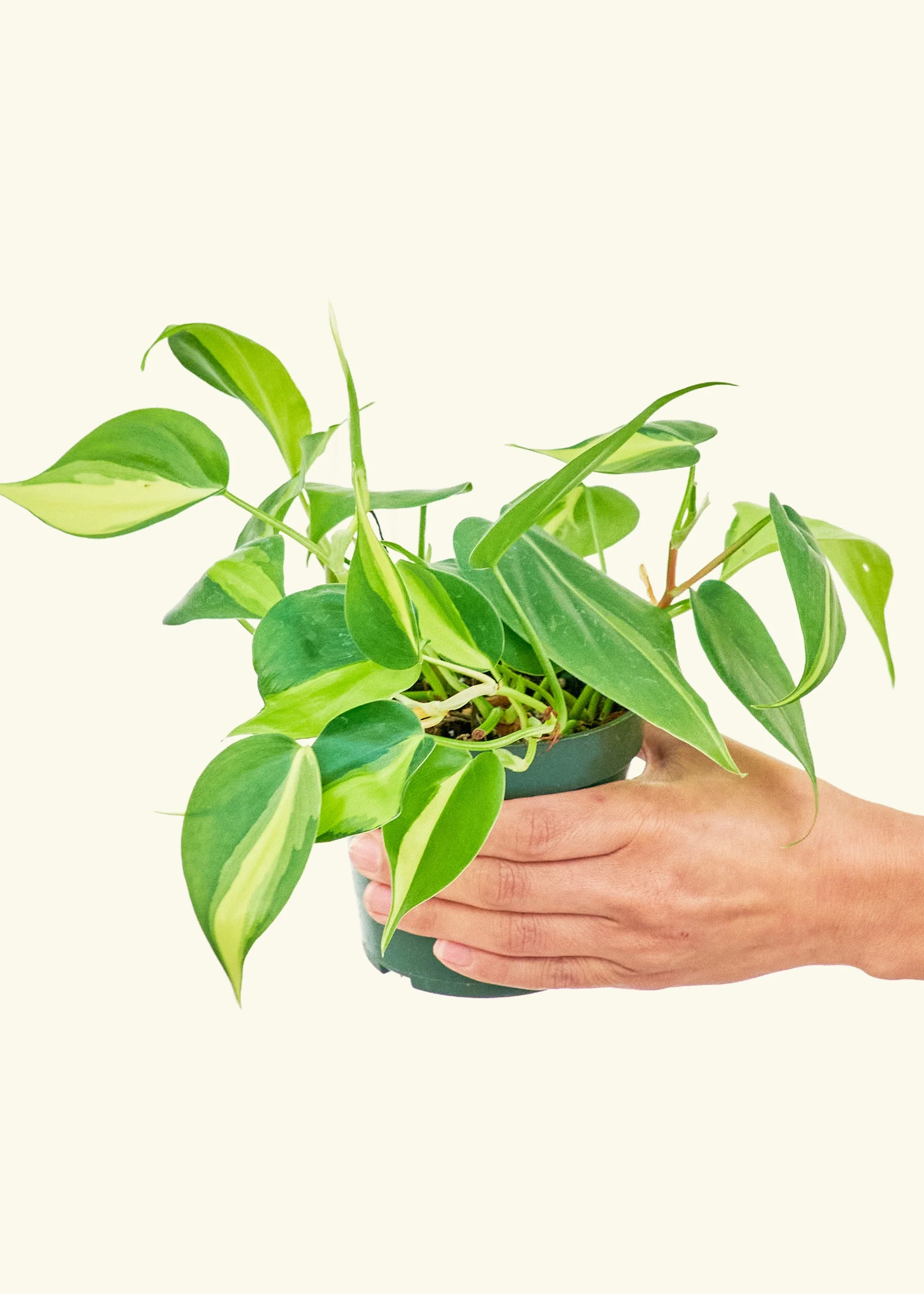 Philodendron 'Brasil', Small - Image 3