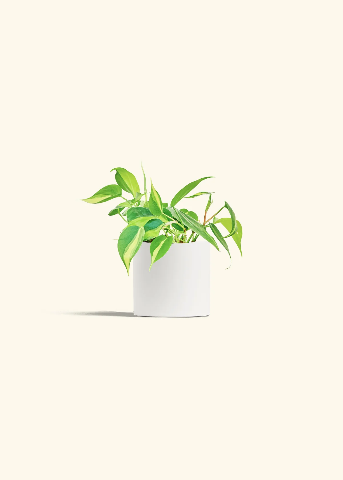 Philodendron 'Brasil', Small - Image 4