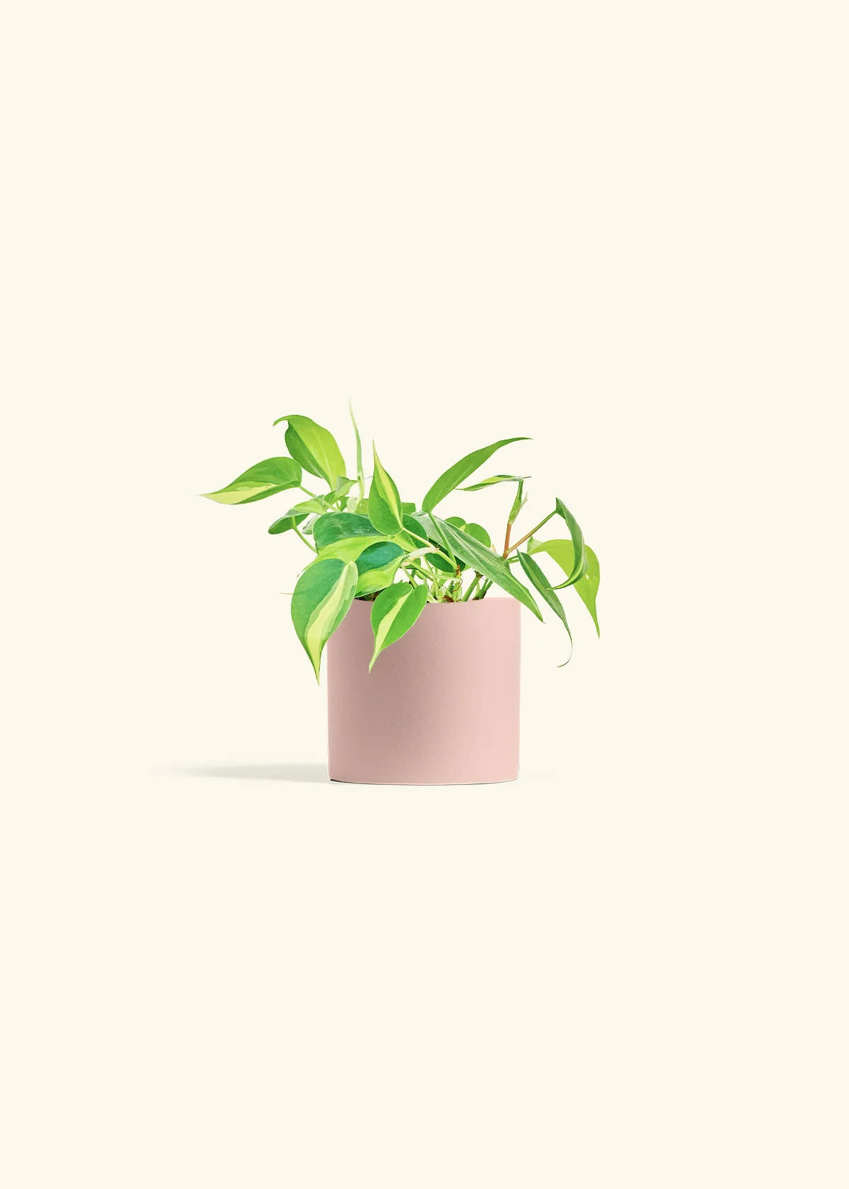 Philodendron 'Brasil', Small - Image 5