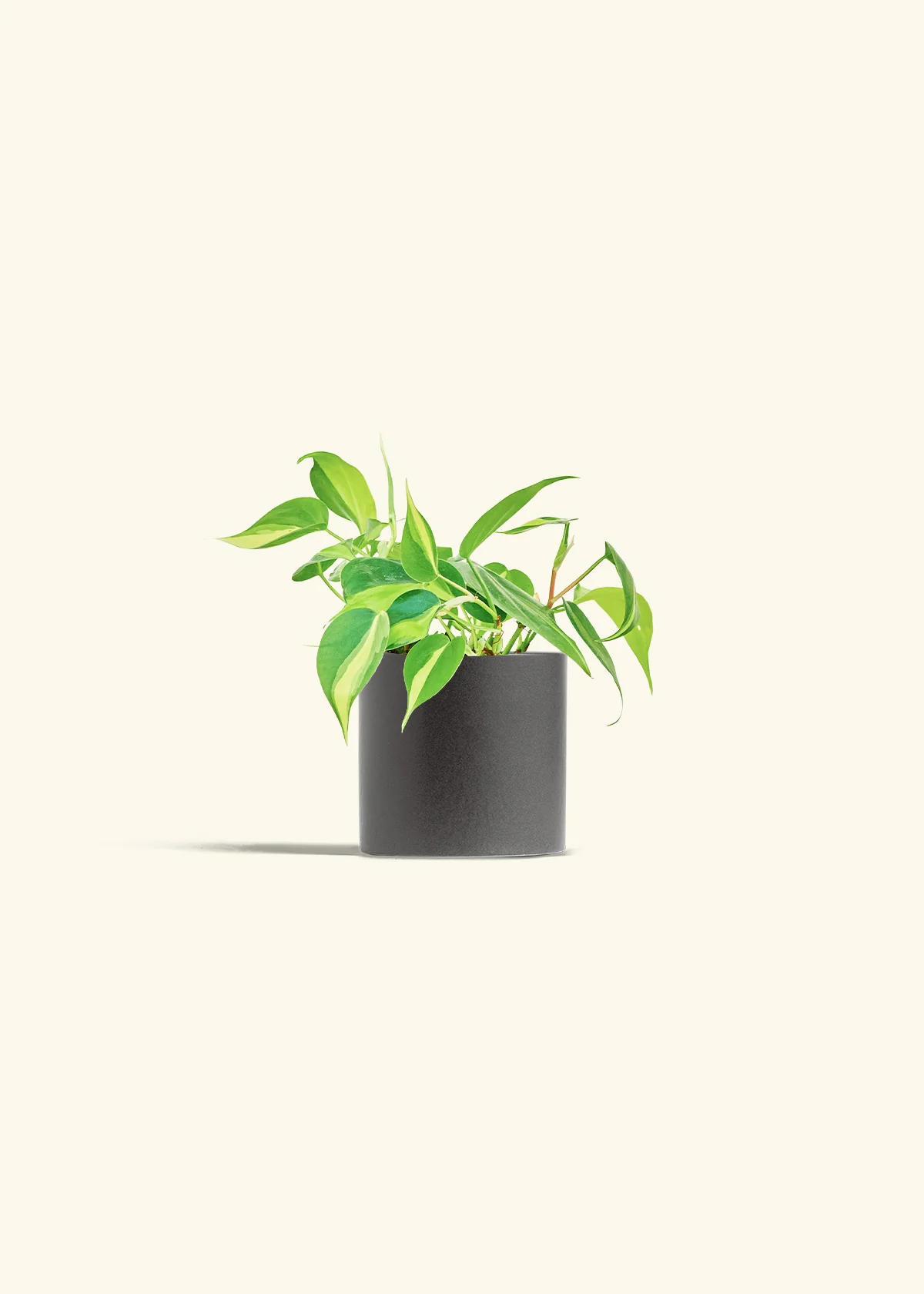 Philodendron 'Brasil', Small - Image 6