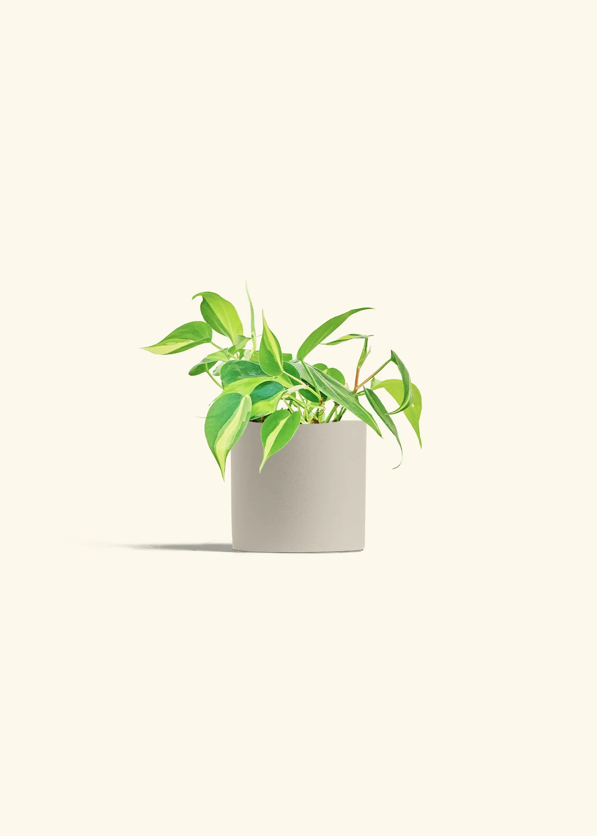 Philodendron 'Brasil', Small - Image 7