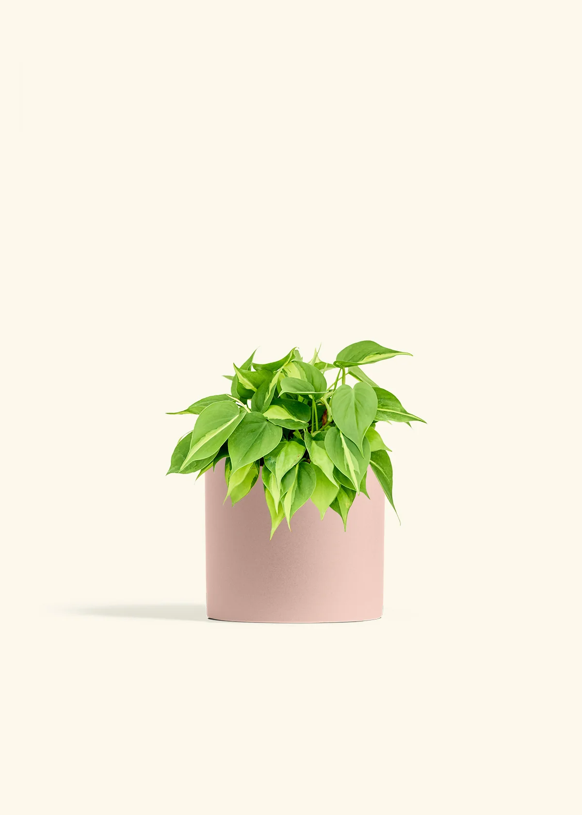 Philodendron 'Brazil', Medium - Image 5