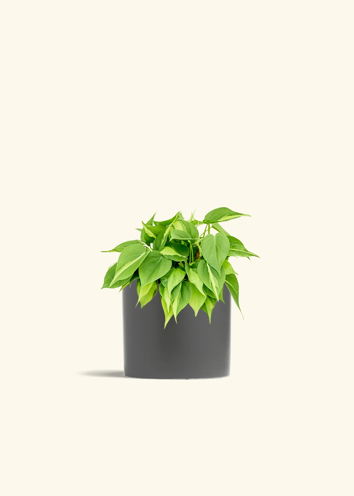Philodendron 'Brazil', Medium - Image 6
