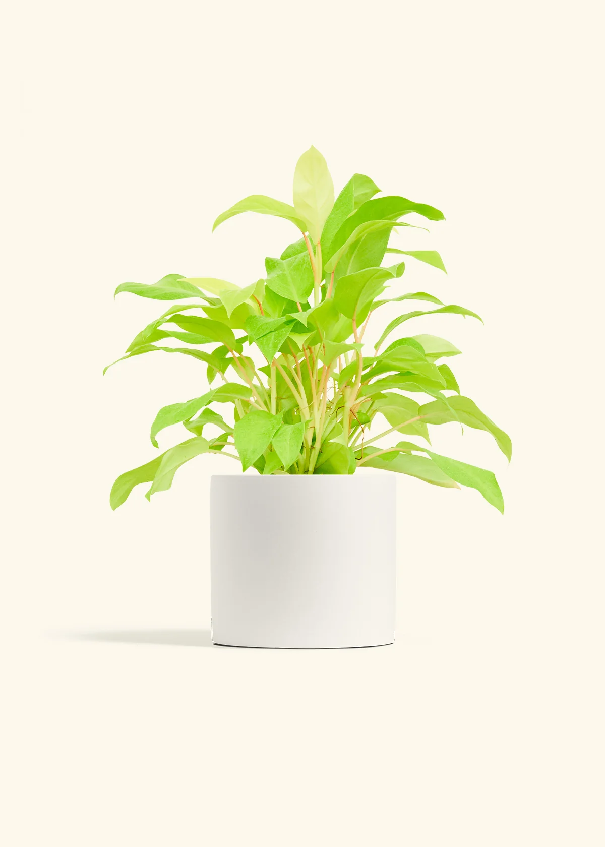 Philodendron 'Neon', Medium - Image 3