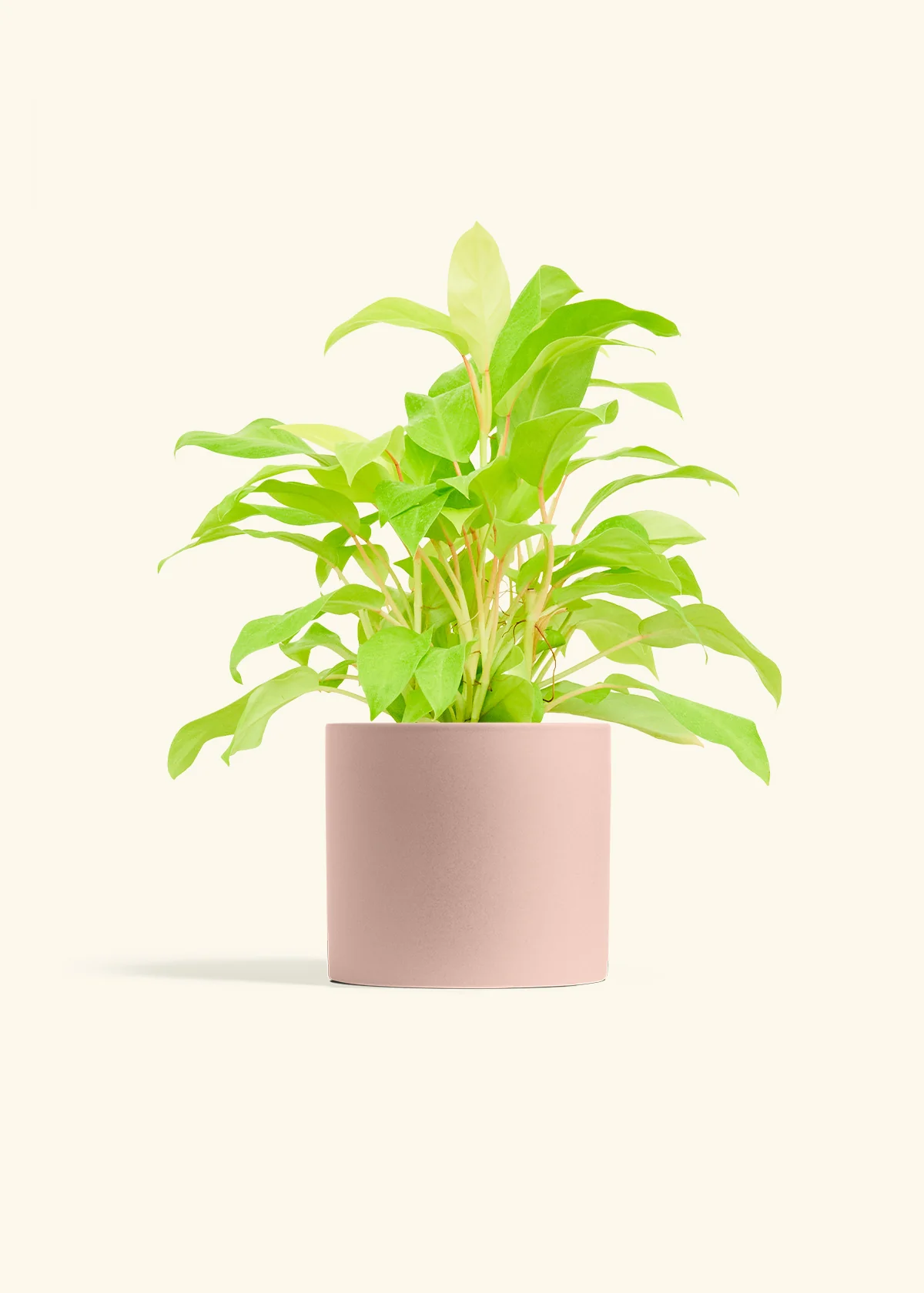 Philodendron 'Neon', Medium - Image 4