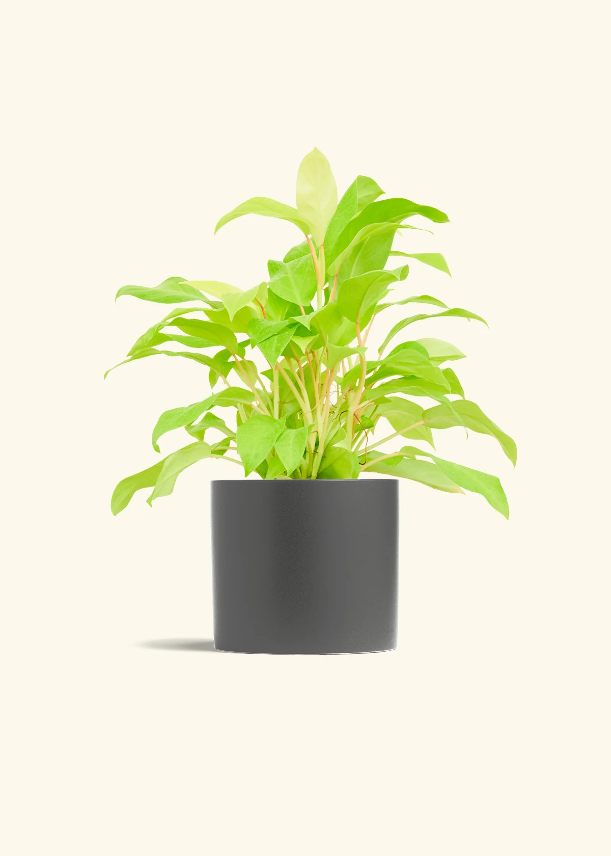 Philodendron 'Neon', Medium - Image 5