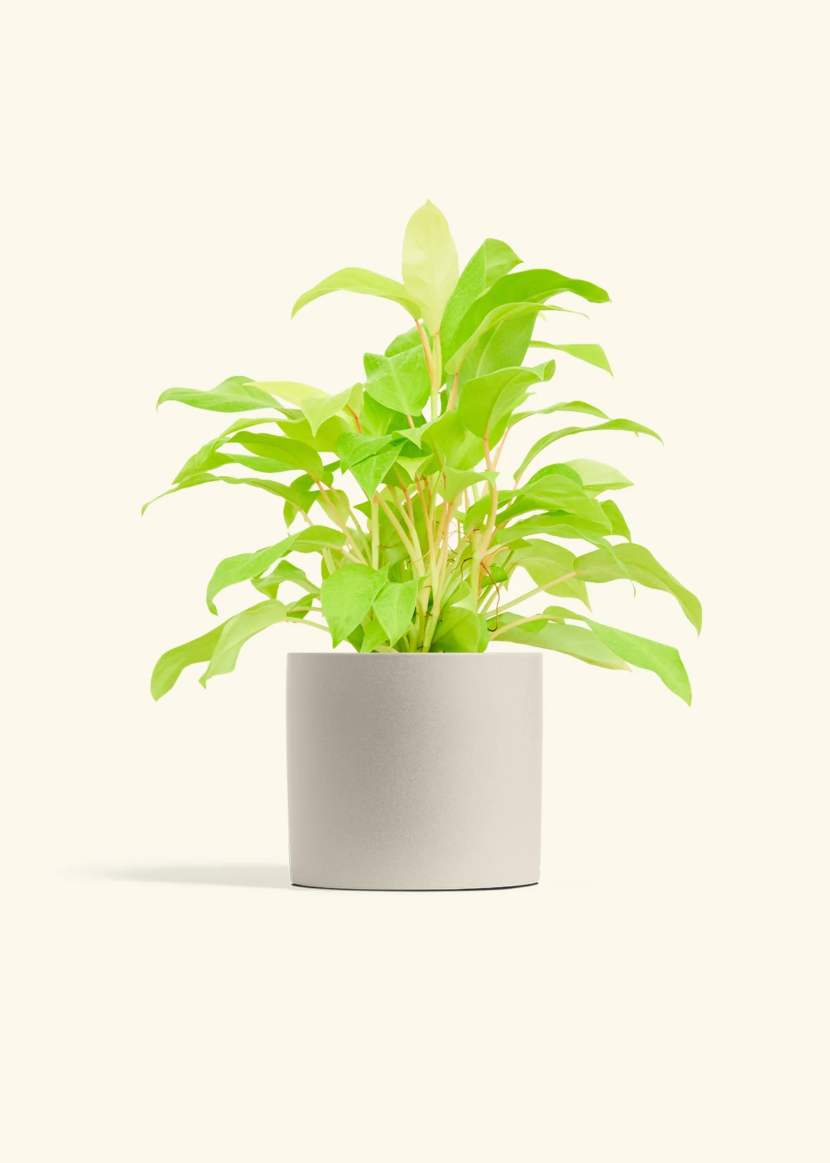 Philodendron 'Neon', Medium - Image 6