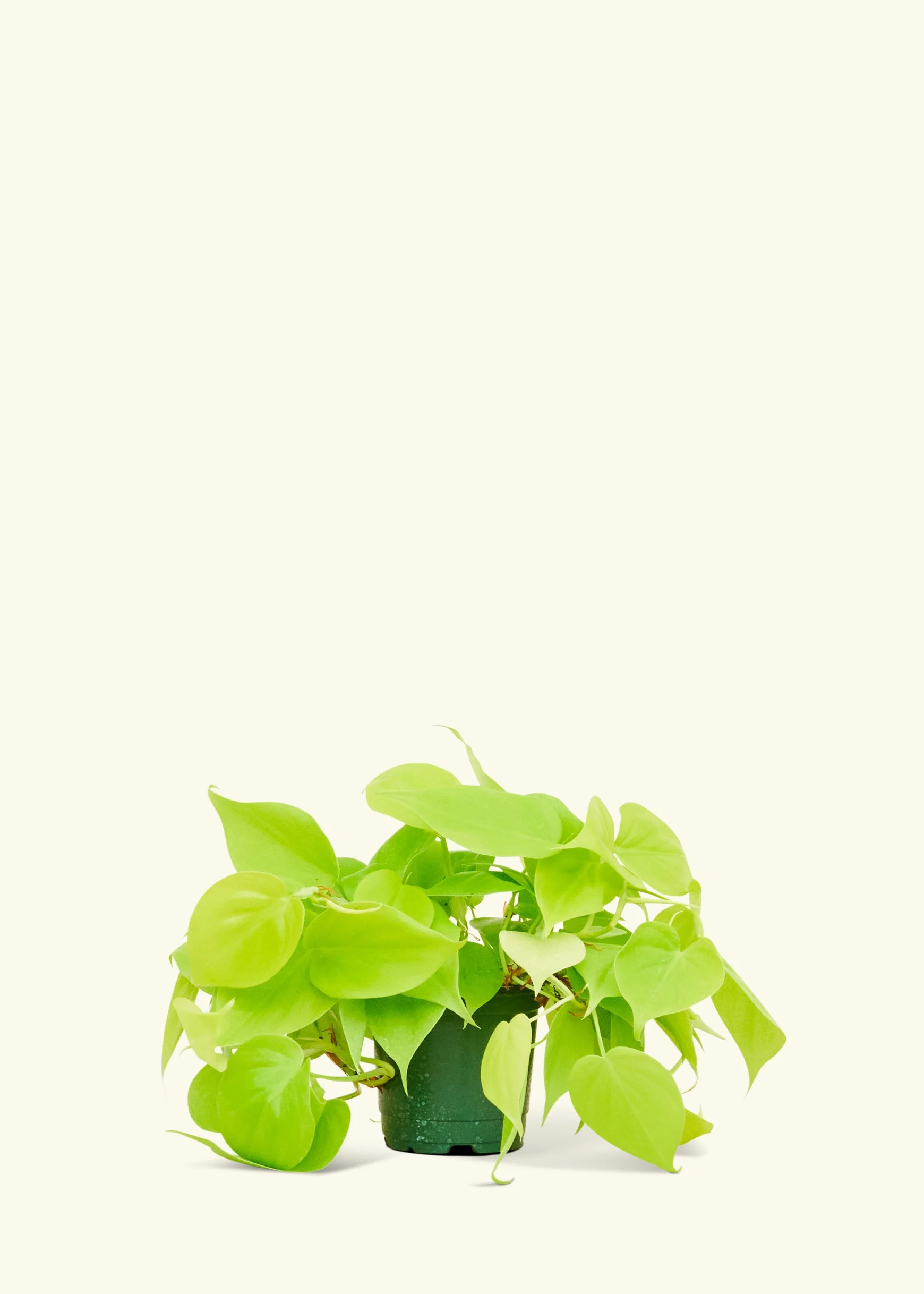 Philodendron 'Neon', Small