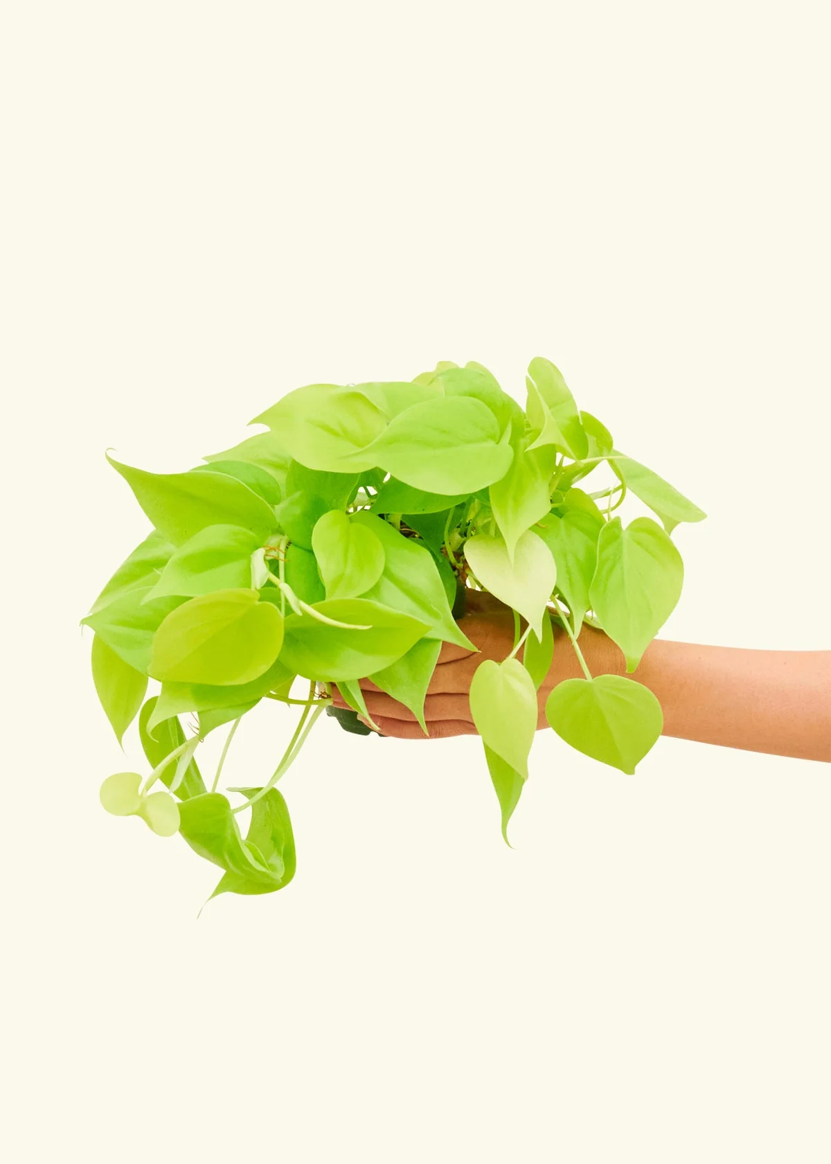 Philodendron 'Neon', Small - Image 2