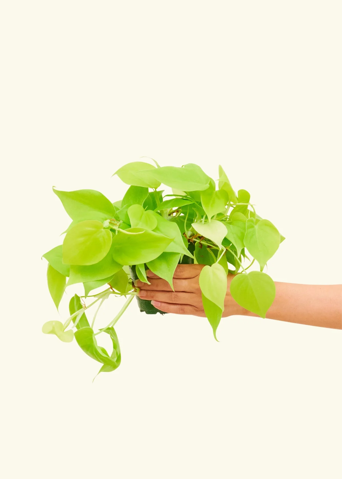 Philodendron 'Neon', Small - Image 3