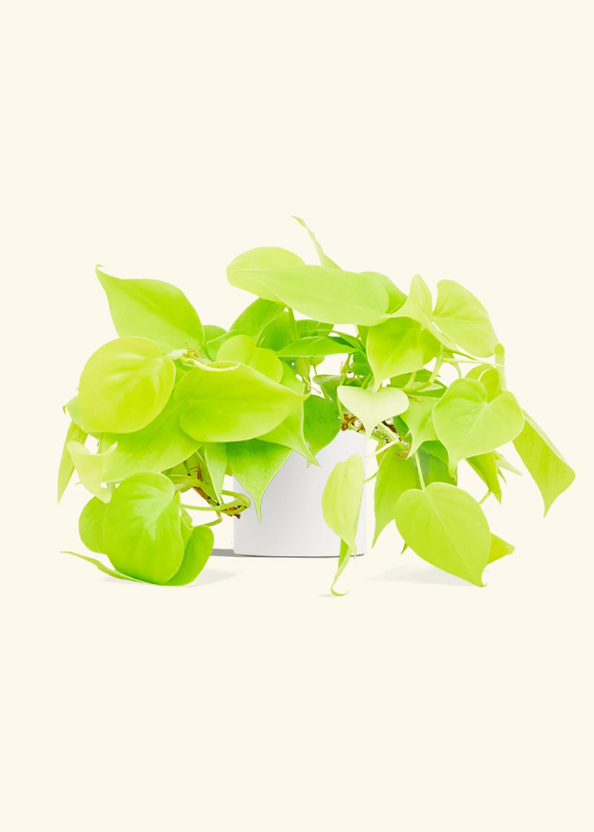 Philodendron 'Neon', Small - Image 4
