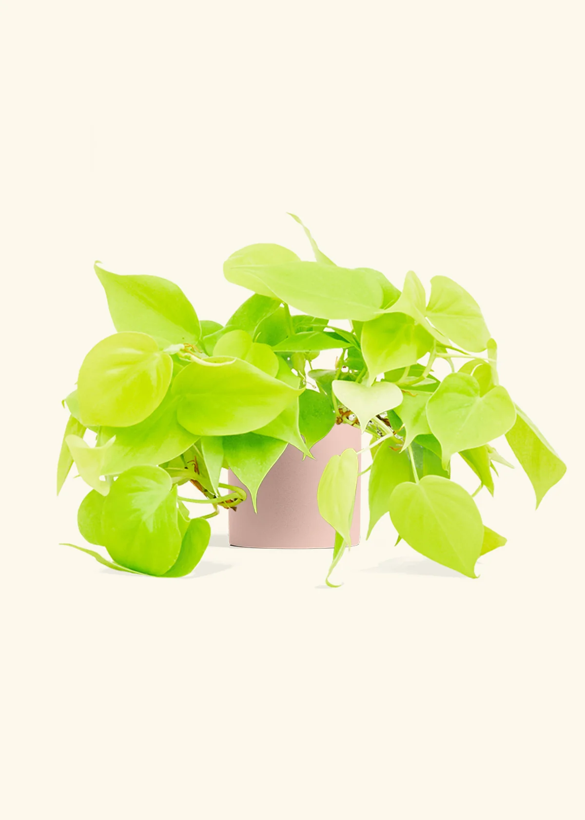 Philodendron 'Neon', Small - Image 5