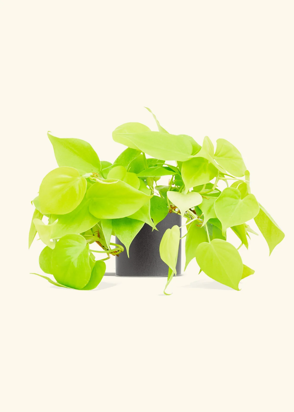 Philodendron 'Neon', Small - Image 6