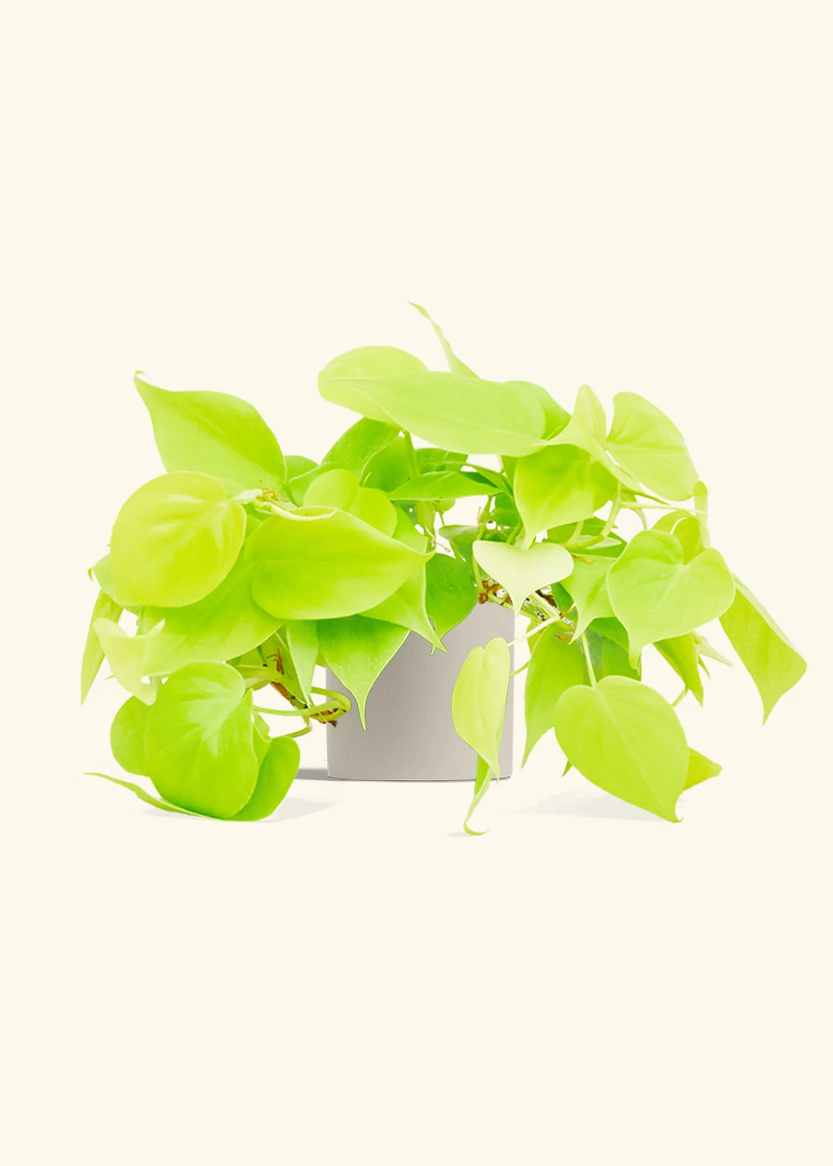Philodendron 'Neon', Small - Image 7