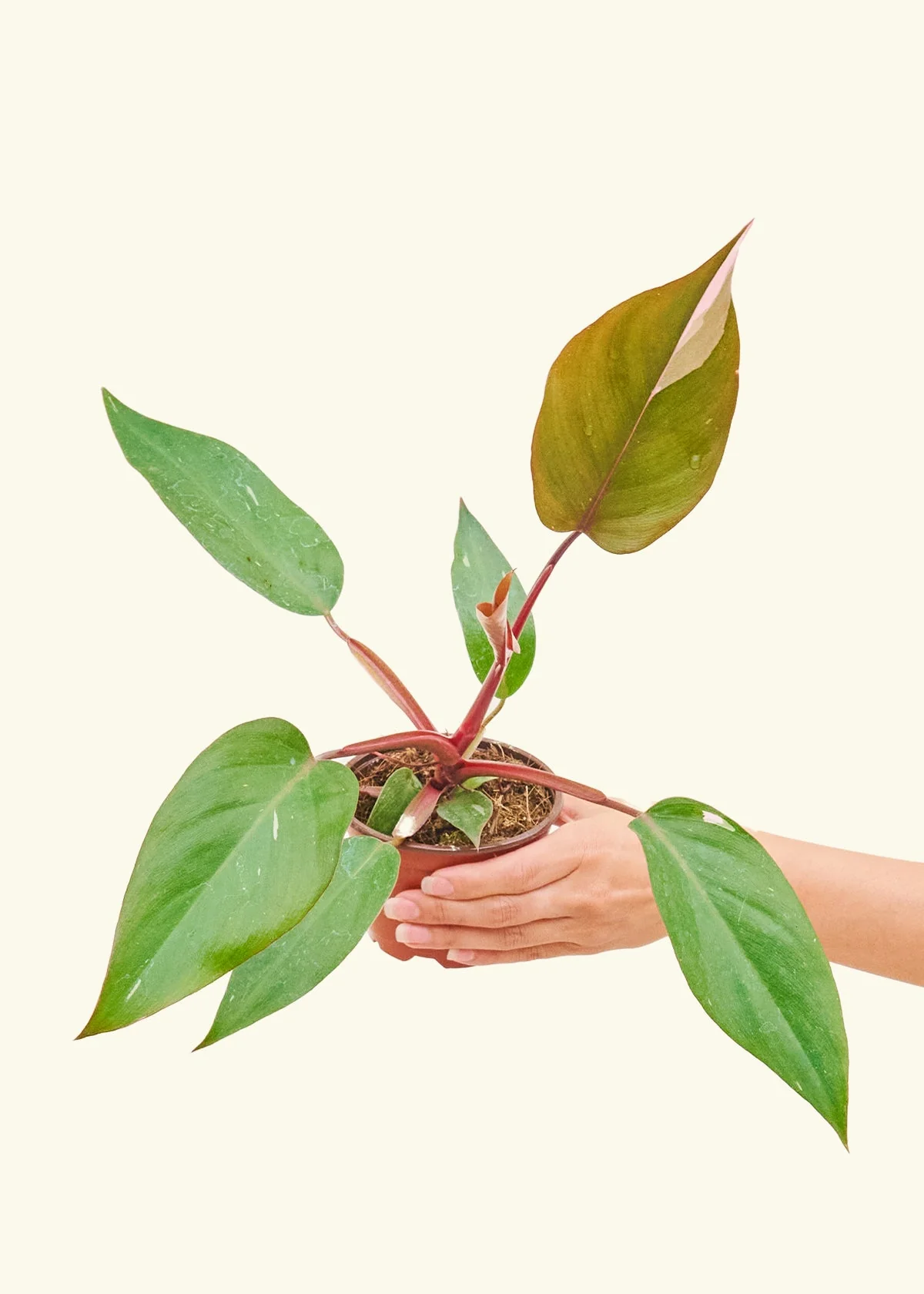 Philodendron 'Pink Princess', Small - Image 3
