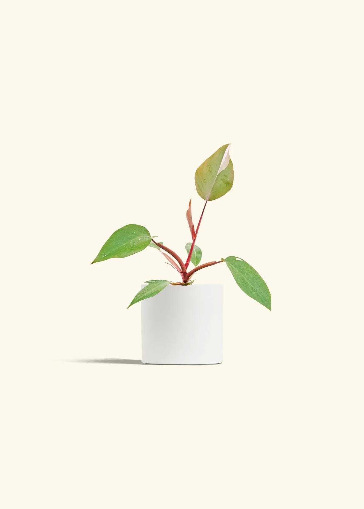 Philodendron 'Pink Princess', Small - Image 4