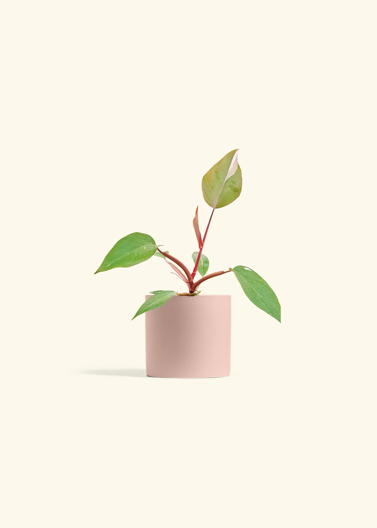 Philodendron 'Pink Princess', Small - Image 5