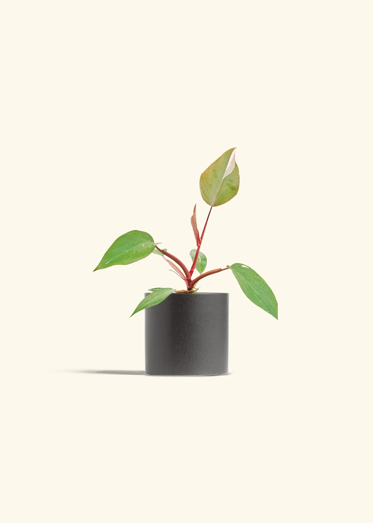 Philodendron 'Pink Princess', Small - Image 6